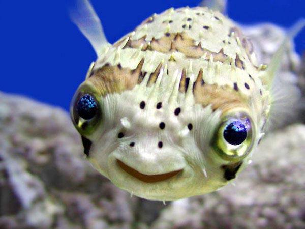 puffer-fish.jpg